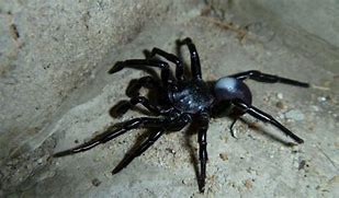 Image result for Trapdoor Spider Poisonous