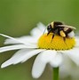 Image result for Bee Dies