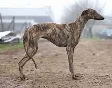 Image result for Galgo Spanish Hunting Dog