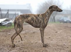 Image result for Galgo Dog Breed