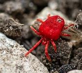 Image result for Red Mites On Humans