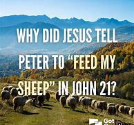 Image result for I Hear You Jesus I'm Coming Sheep