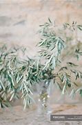 Image result for Olive Green Tree Branches