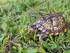 Image result for Pet Three Toed Box Turtle