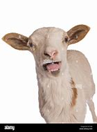 Image result for Sheep FRIM Sing