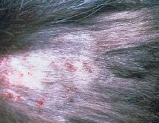 Image result for Skin Infection From Cat