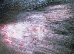 Image result for Cat Skin Diseases Infections