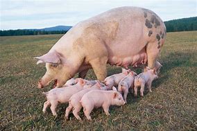 Image result for 18K Pig Braclet