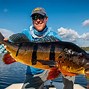 Image result for Freshwater Fly Fishing Fish