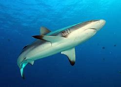 Image result for Coral Reef Shark