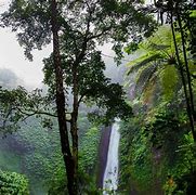 Image result for Jungle Trees