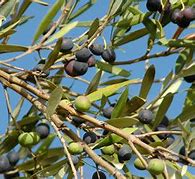 Image result for Olive Tree Marzilla