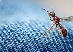 Image result for Flying Ants Species