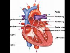 Image result for Left Atrium Anatomy