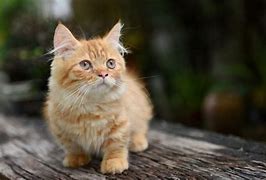 Image result for Munchkin Cat Gray Tabby