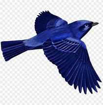 Image result for Hawk Bird Blue Art