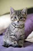 Image result for Tabby Cat Kitten