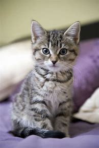 Image result for tabby cat kitten names