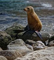 Image result for Cute Sea Lion