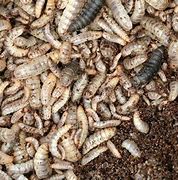 Image result for Insect Farming Industry