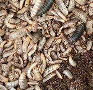 Image result for Insect Farming Book