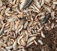 Image result for Insect Farming