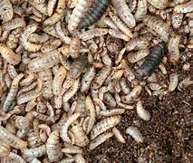 Image result for Industrial Insect Farming