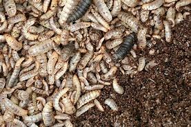 Image result for Vertical Insect Farming Industry