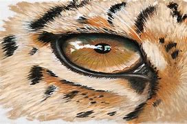 Image result for Draw Animal Eyes