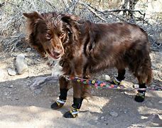 Image result for Dog Hiking Boots