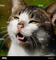 Image result for Cool Cat Face