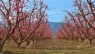 Image result for French Peach Orchard