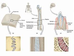 Image result for Fibrous Joints Easy Diagranm