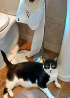 Image result for Cat Gobble Gobble