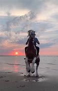 Image result for Beautiful Horse at Sunrise