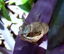 Image result for Cicada Husk