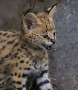 Image result for Fat Serval