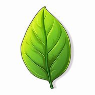 Image result for Miraa Leaves Clip Art