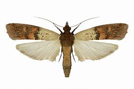 Image result for Indian Rice Moth