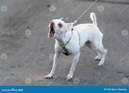 Image result for Chihuahua the Yapping