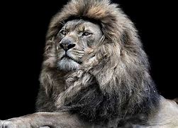 Image result for Lion HD Wallpaper in PC Desk