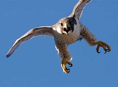 Image result for Fastest Animal Peregrine Falcon