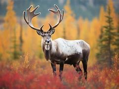 Image result for Caribou Reindeer Tim Plowden