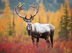 Image result for Reindeer and Caribou