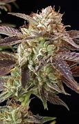 Image result for BC Kush Strain