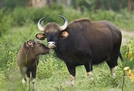 Image result for Gaur vs Bison