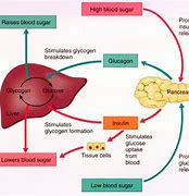 Image result for Insulin Feedback Loop