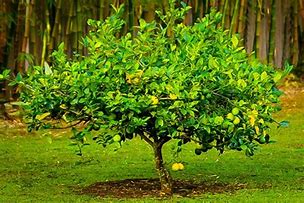 Image result for 6 FT Lemon Tree