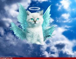 Image result for Angel Cat Fairy Tale