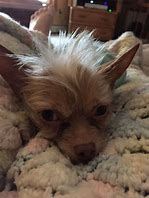 Image result for Agressive Dog Mohawk